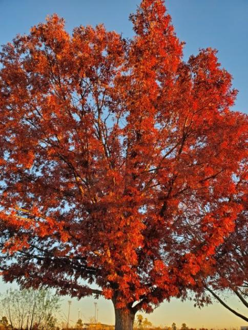 Close up of tree with red leaves.
