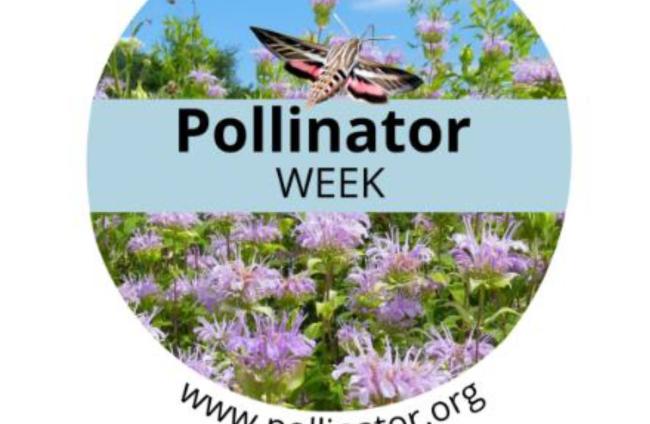 Pollinator Week June 20-26