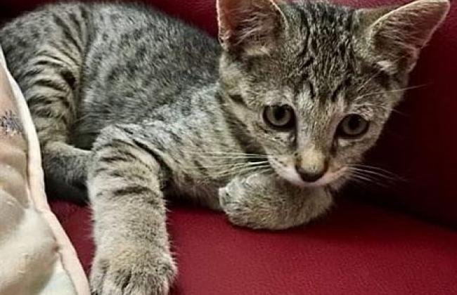 Animal Welfare - Cat - Virgo