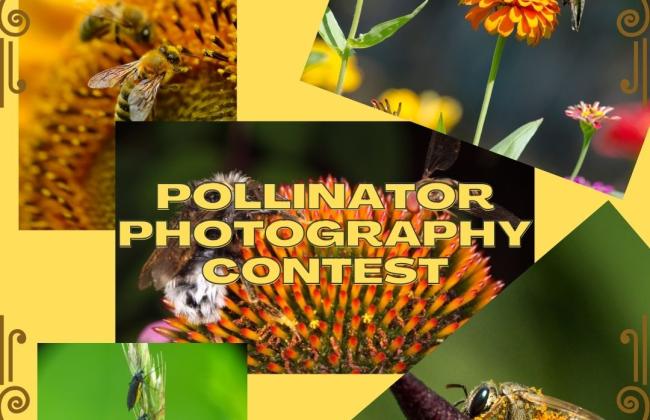 Pollinator Photo Contest