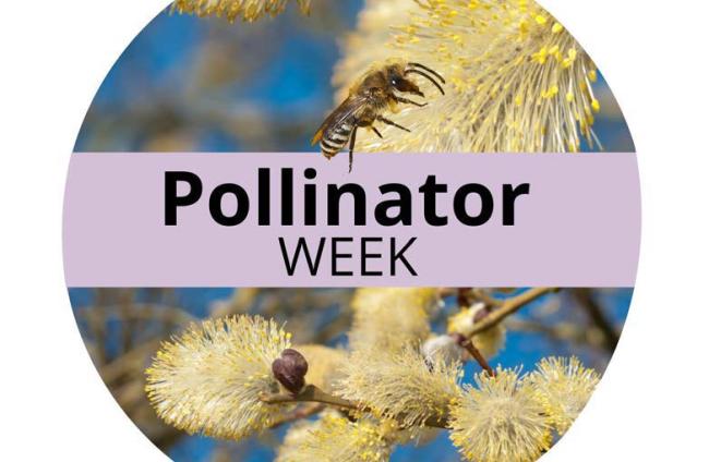 Pollinator Week is June 19 through 25.