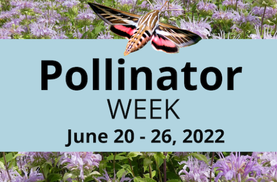 Pollinator Week 22