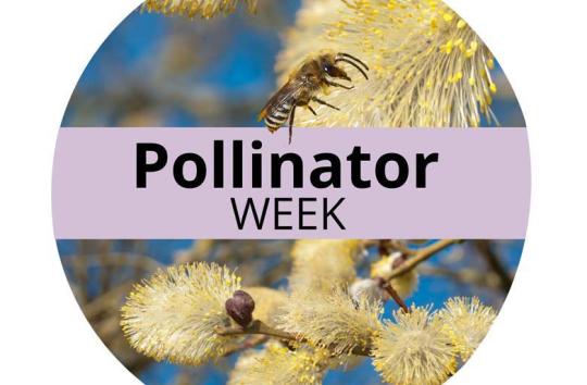 Pollinator Week is June 19 through 25.